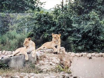 Lion relaxing by plants against trees