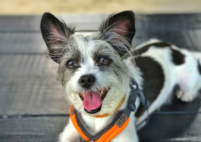 Close-up portrait of dog sticking out tongue outdoors