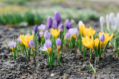 Spring bright background with blooming purple, lilac, yellow flowers crocuses in early spring