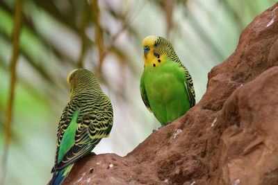 Two budgies perched on a rock 