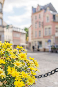 Close-up of yellow flowering plant against building