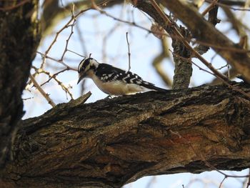 Low angle view of bird perching on branch