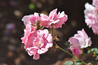 Close-up of pink wild roses