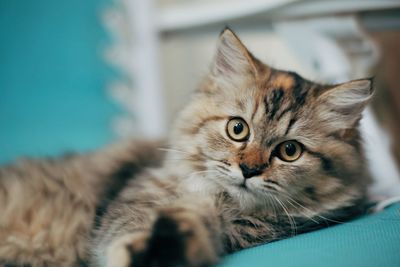 Close-up portrait of cat