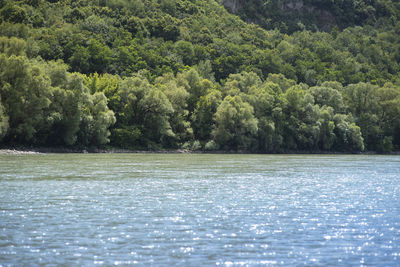 Scenic view of lake in forest