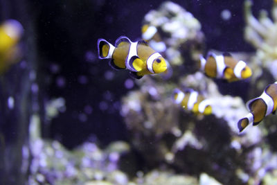 Fish swimming in sea