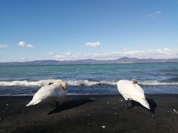 Seagull on beach