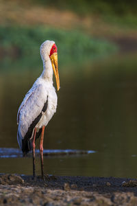 Bird perching on a rock