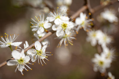 Close-up of white cherry blossoms