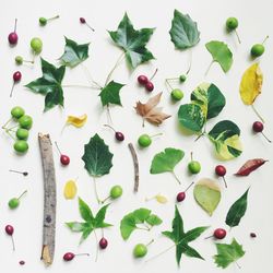 Directly above shot of spring fruits and leaves against white background