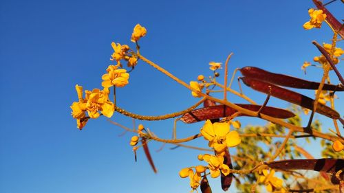 Low angle view of yellow flowers against clear blue sky