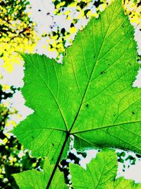 Close-up of maple leaves on branch