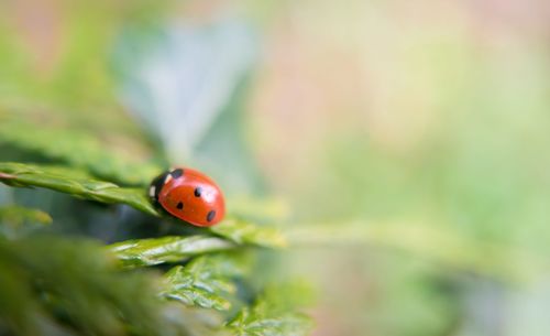 Close-up of ladybug on leaf