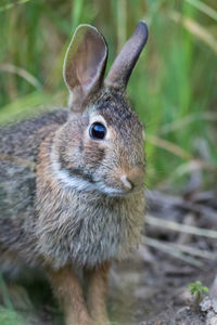 Close-up of an animal on land