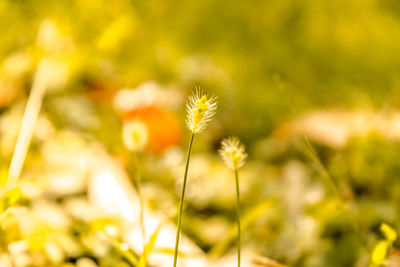 Close-up of yellow dandelion flower on field