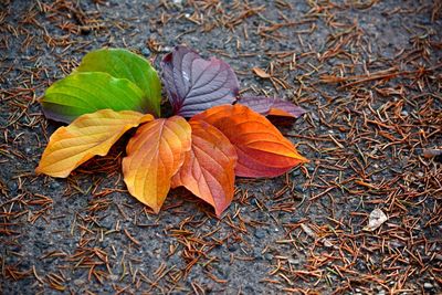 High angle view of autumn leaf on field