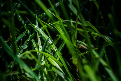 Full frame shot of raindrops on grass