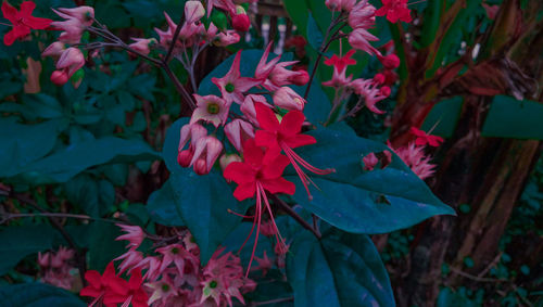 Close-up of red flowering plant