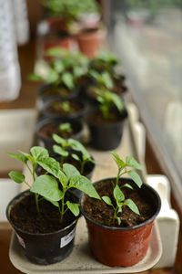 Close-up of potted plant