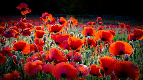 Close-up of red poppy flowers in field
