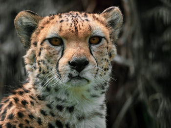 Close-up portrait of a gepard
