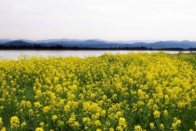 Yellow flowers growing in field
