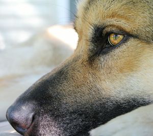 Close-up portrait of dog