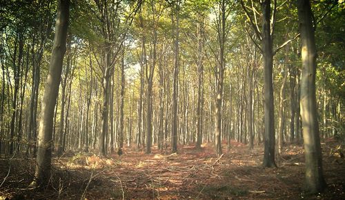 Trees in forest