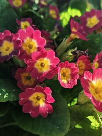 Close-up of pink flowering plants