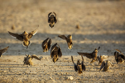 Close-up of birds