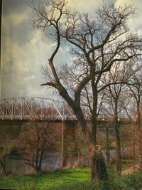 Bare trees on landscape against sky