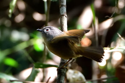 Close-up of bird perching on tree