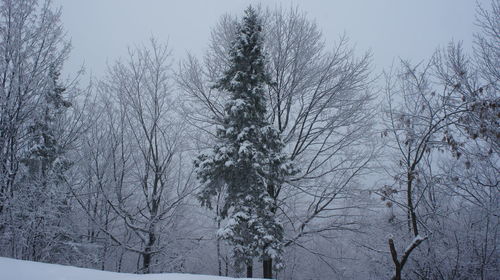 Bare trees on snow covered landscape