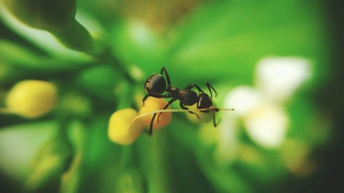 Close-up of insect on leaf