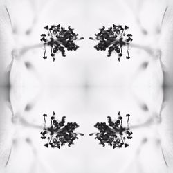 Close-up of white flowers on table