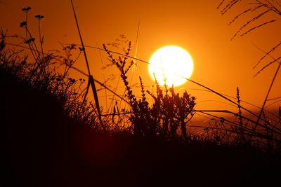 Plants at sunset