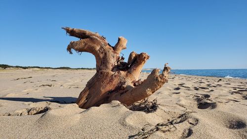 Driftwood on beach against clear blue sky