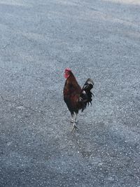 Bird on field