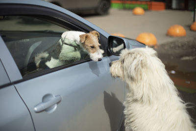 Dogs get to know each other. two dogs are friends. pet in car.