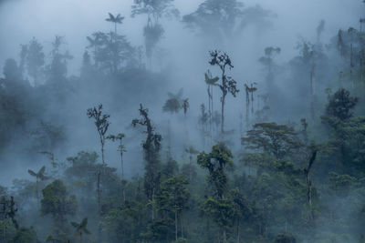 Trees in forest against sky