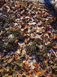 High angle view of dry autumn leaves