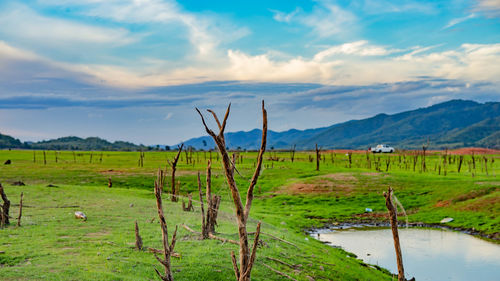 Scenic view of field against sky