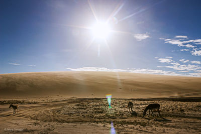Scenic view of desert against bright sun
