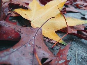 Close-up of maple leaves