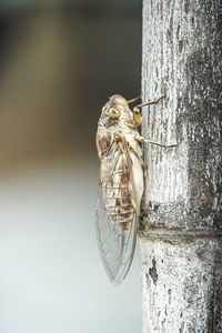 Close-up of butterfly on tree trunk