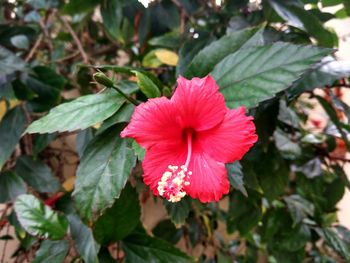 Close-up of red hibiscus blooming outdoors