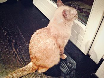 High angle view of cat sitting on floor