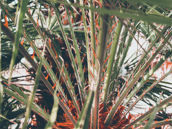 Full frame shot of plants