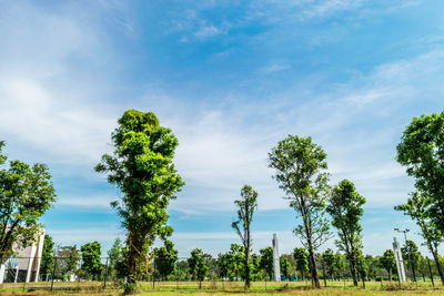 Low angle view of trees against sky