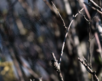 Close-up of wet spider web on plant